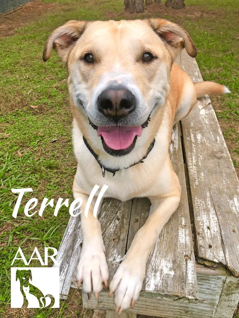 Terrell thumbnail 2
