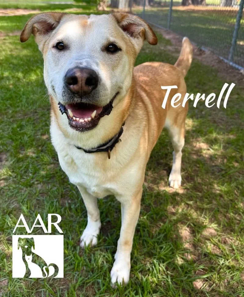 Terrell thumbnail 3