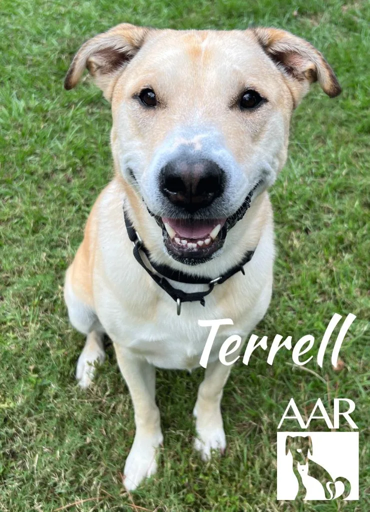 Terrell thumbnail 5