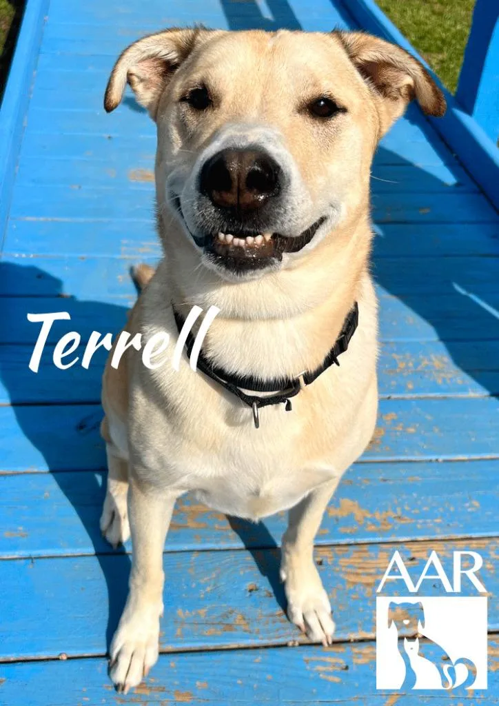 Terrell thumbnail 6