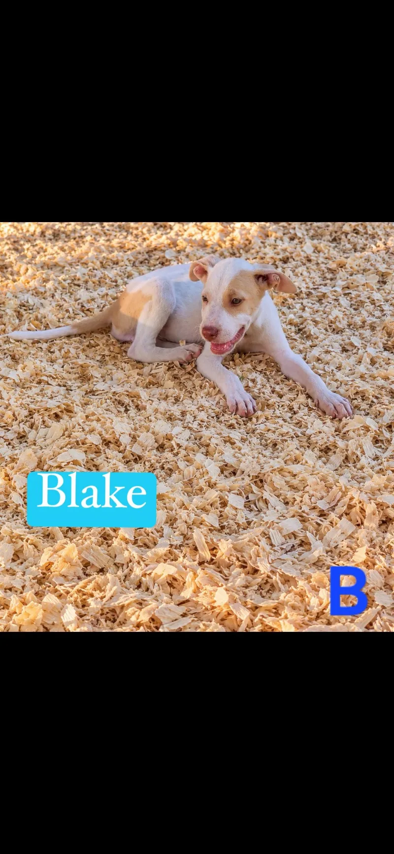 A baby medium-sized female White / Cream Pit Bull Terrier dog named Blake for adoption in seaside heights, NJ