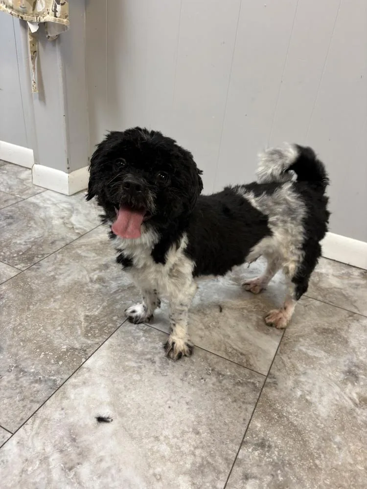 An adult small-sized male Tricolor (Brown, Black, & White) Shih Tzu dog named Puppy for adoption in Rochester, IN