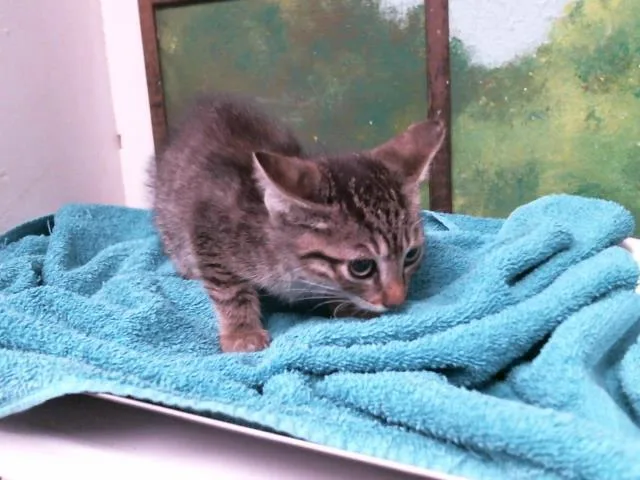 A baby small-sized female Domestic Short Hair cat named Bethany for adoption in Houston, TX