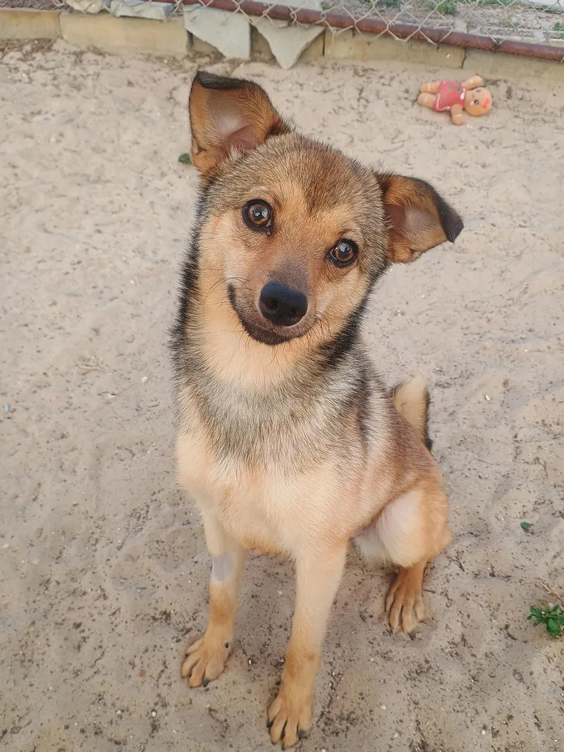 An adult small-sized female Bicolor Mixed Breed dog named Bambi for adoption in New Port Richey, FL