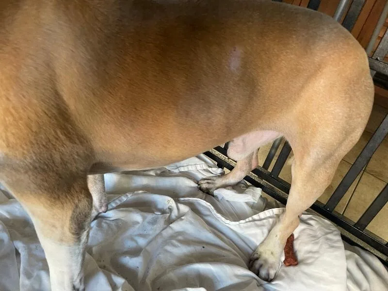 An adult large-sized male Brown / Chocolate Mixed Breed dog named George for adoption in Cincinnati, OH