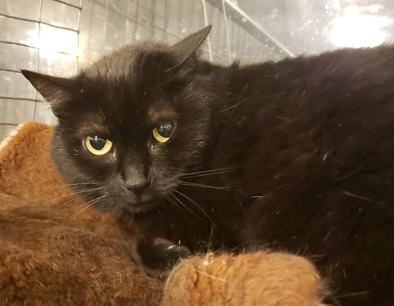 A senior medium-sized female Domestic Short Hair cat named Casey for adoption in McPherson, KS