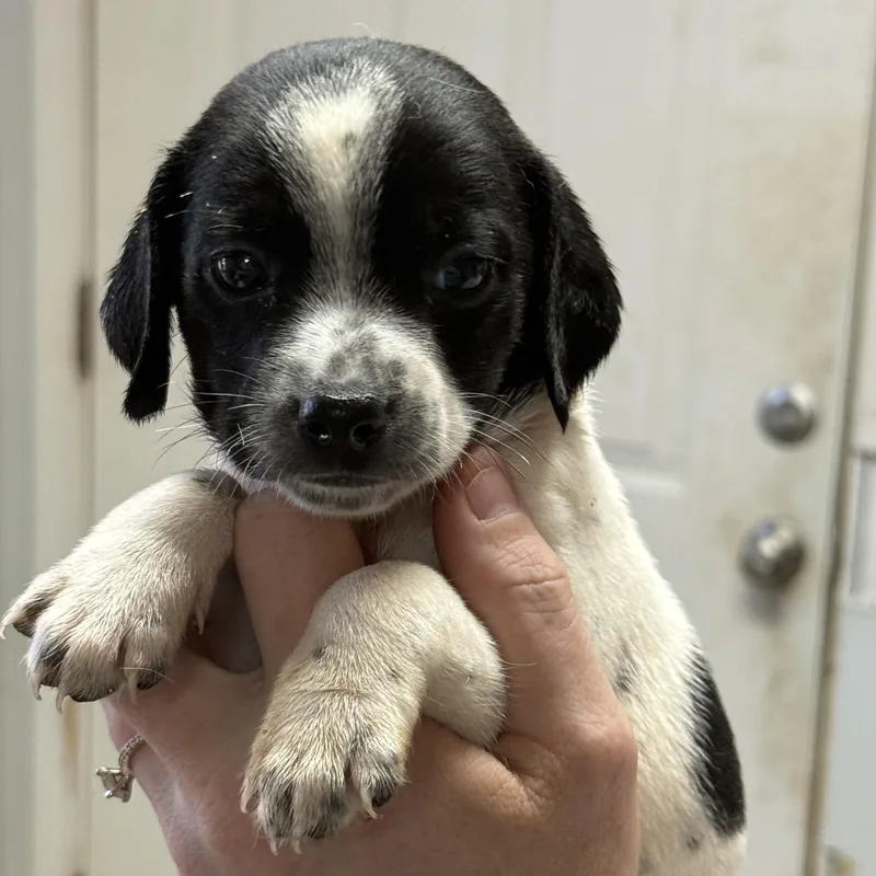 A baby medium-sized male Tricolor (Brown, Black, & White) Mixed Breed dog named Maple Bar for adoption in Columbia, SC