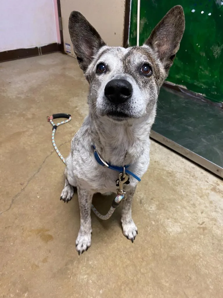 A senior medium-sized female Australian Cattle Dog / Blue Heeler dog named Memphis for adoption in New Braunfels, TX