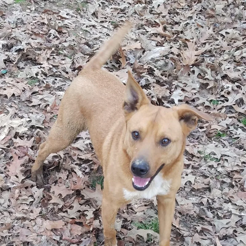 An adult medium-sized male Carolina Dog dog named Rusty for adoption in Greenfield, TN