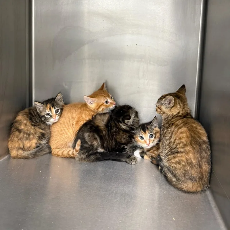 A baby medium-sized female Tabby (Orange / Red) Domestic Medium Hair cat named Rarity for adoption in Kent, WA