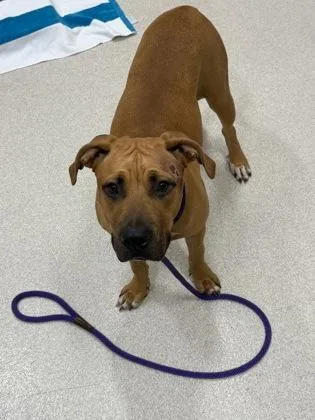 An adult large-sized female Mixed Breed dog named Hazel for adoption in Honolulu, HI