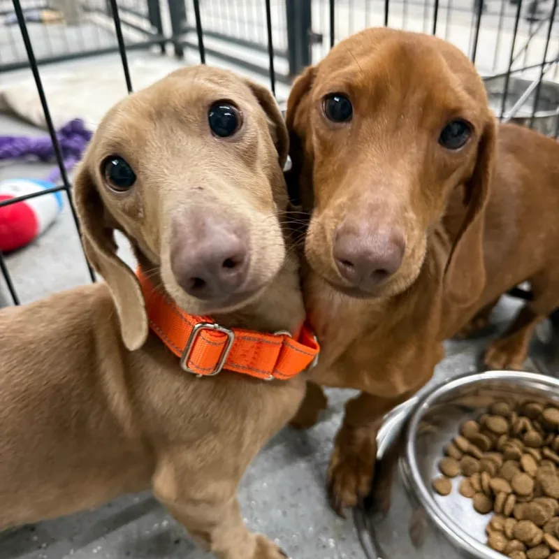 An adult small-sized male Red / Chestnut / Orange Miniature Dachshund dog named Cooper for adoption in Union City, PA