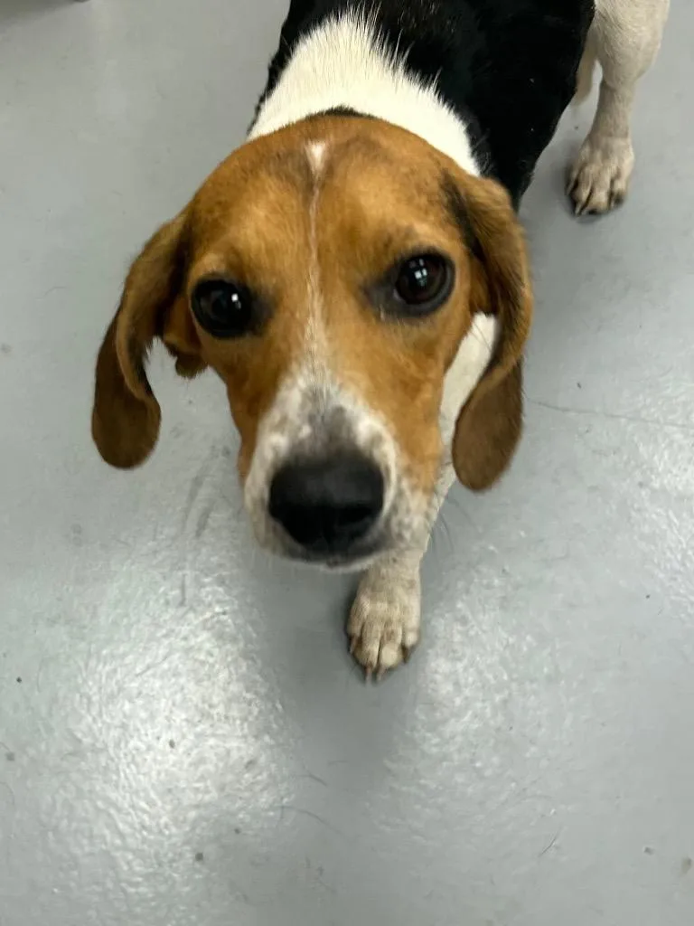 A young medium-sized female Beagle dog named Blanche for adoption in Hartsville, SC