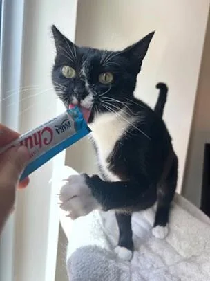 An adult medium-sized female Black & White / Tuxedo Domestic Short Hair cat named Ruby for adoption in San Francisco, CA
