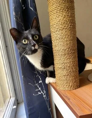 Ruby thumbnail 5
