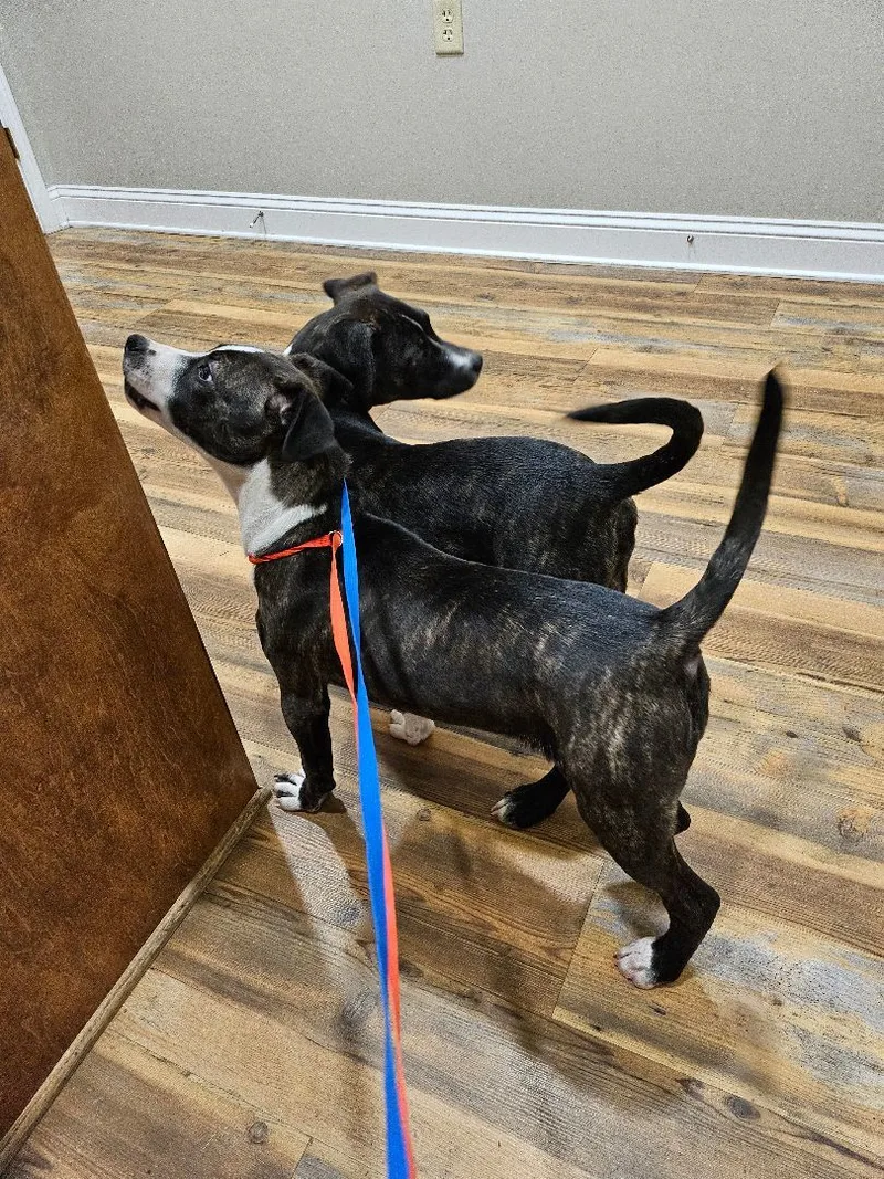 A baby medium-sized female Brindle American Staffordshire Terrier dog named Magpie for adoption in St. George, SC