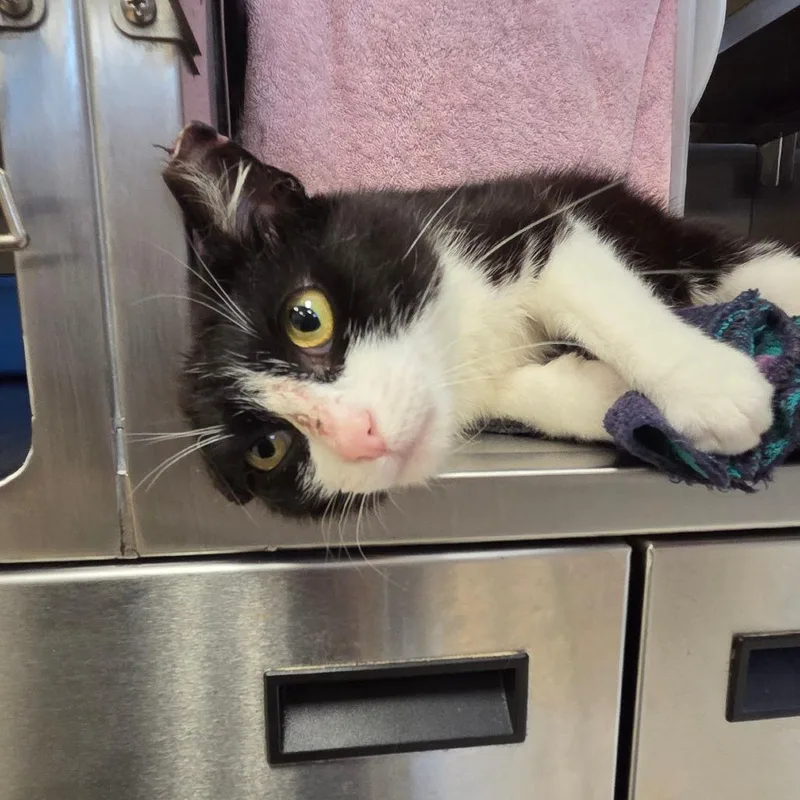 An adult medium-sized male Black & White / Tuxedo Domestic Short Hair cat named Sapling for adoption in Evanston, IL