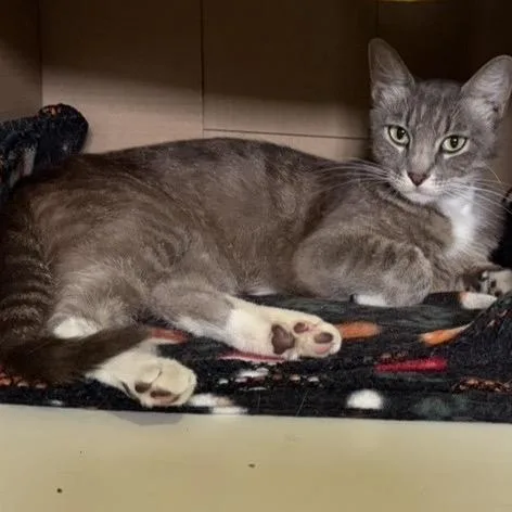 An adult small-sized female Gray / Blue / Silver Domestic Short Hair cat named Salsa for adoption in Long Beach, CA