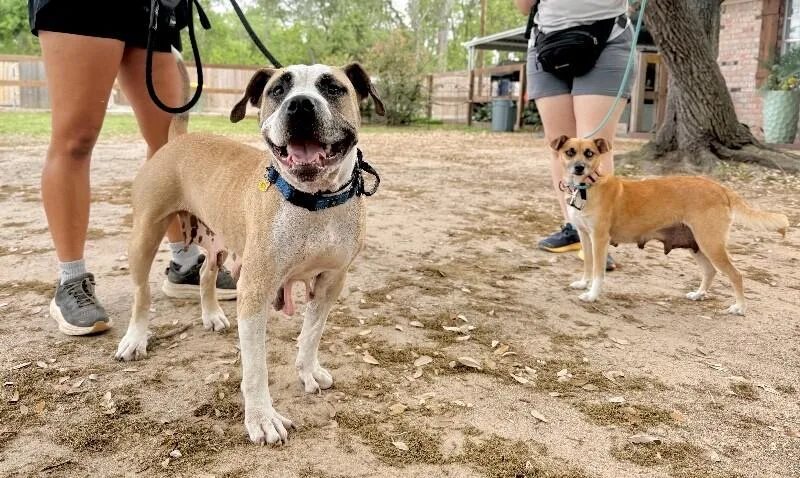 An adult medium-sized female White / Cream American Bulldog dog named Tootie Cutie The Snorty for adoption in Friendswood, TX