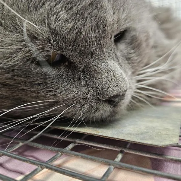An adult medium-sized male Domestic Long Hair cat named Rodney for adoption in Des Moines, IA