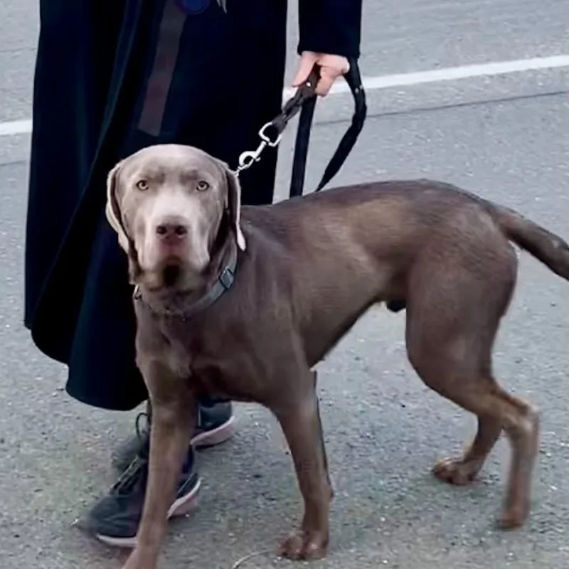 An adult large-sized male Labrador Retriever dog named Watson for adoption in Tacoma, WA