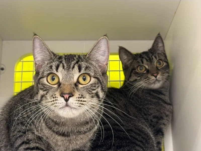 Ophelia And Oskar; Bonded thumbnail 3