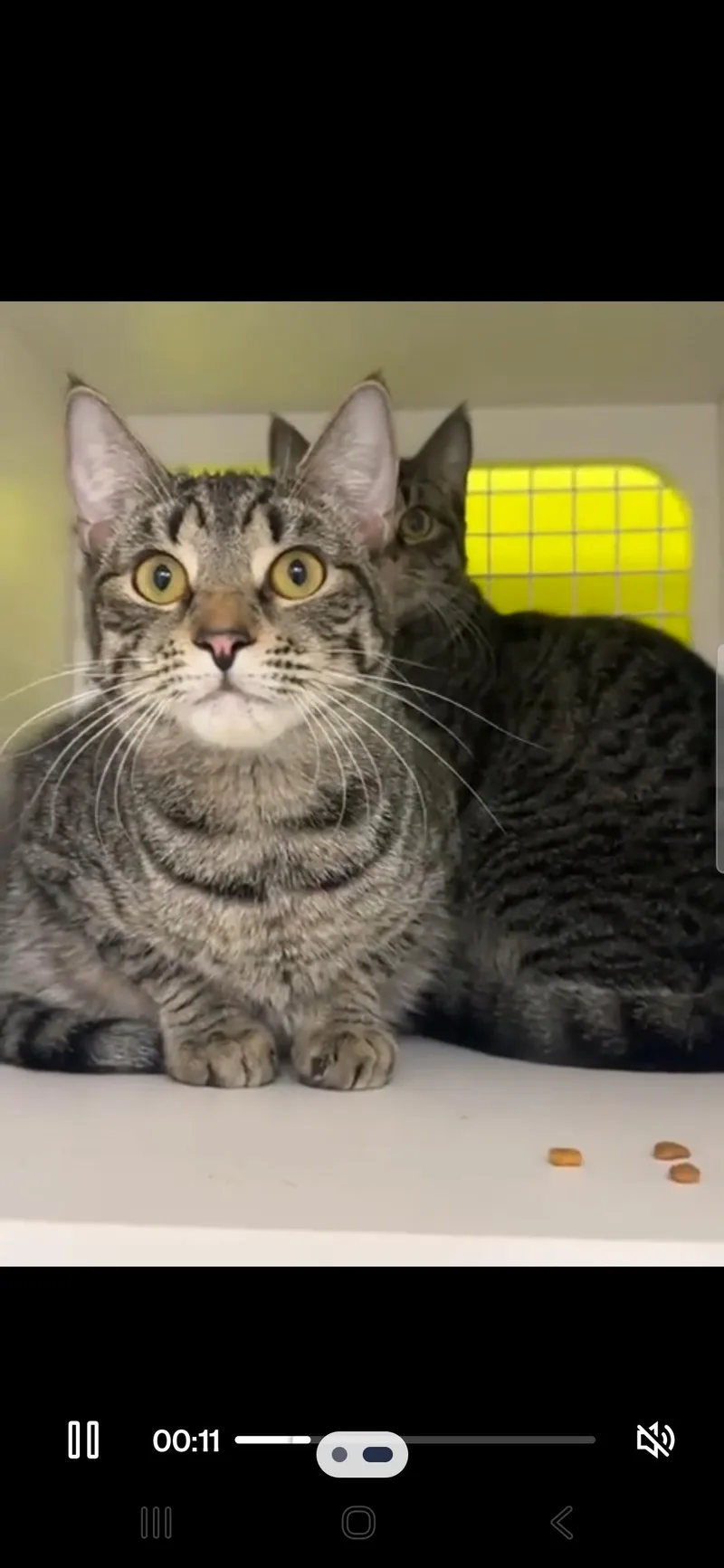 Ophelia And Oskar; Bonded thumbnail 4