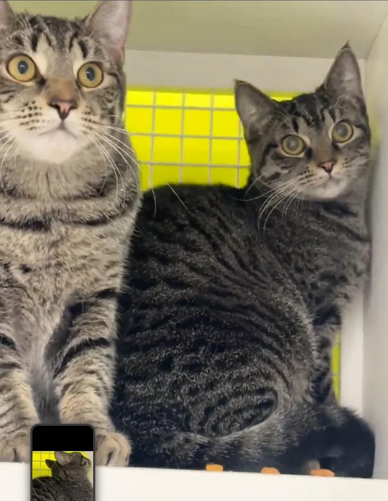 Ophelia And Oskar; Bonded