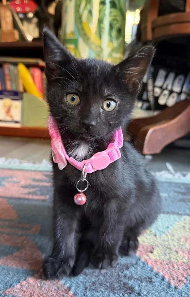 A baby medium-sized female Black & White / Tuxedo Domestic Short Hair cat named Zamboni for adoption in Oceanside, CA