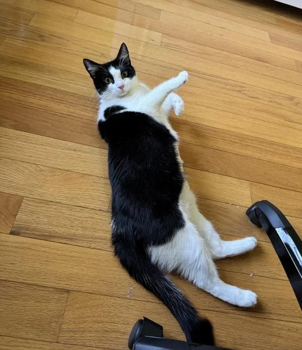 An adult medium-sized female Domestic Short Hair cat named Natasha for adoption in Ridgewood, NY