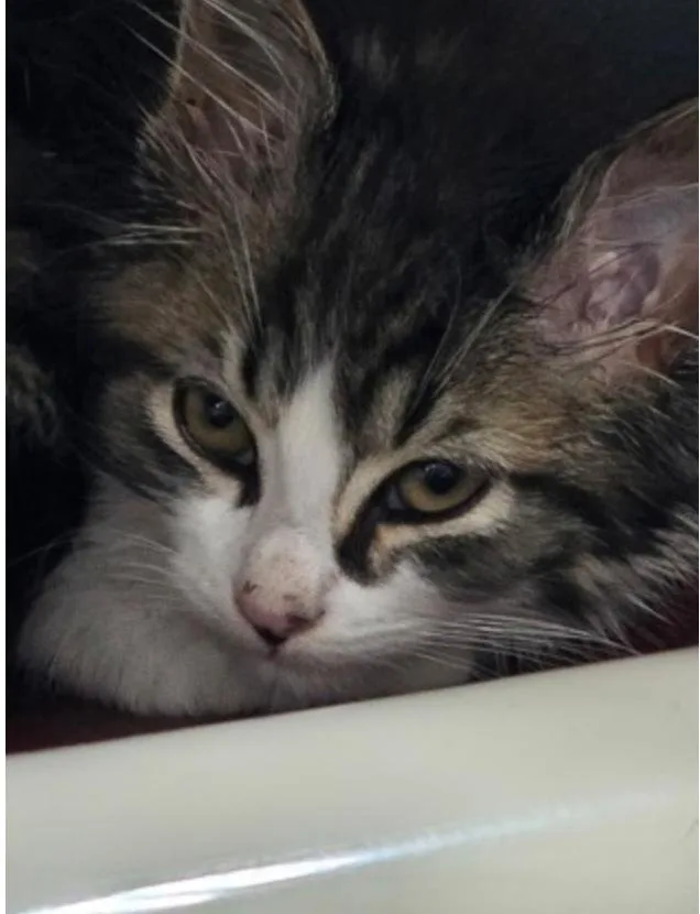 A baby small-sized female Tabby (Buff / Tan / Fawn) Domestic Medium Hair cat named Pebbles for adoption in Marshall, NC