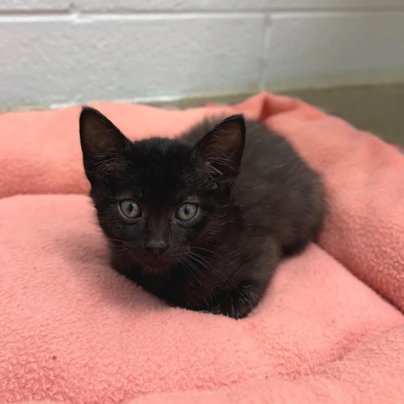 A baby small-sized female Black Domestic Short Hair cat named Tootsie Roll for adoption in Marshall, VA