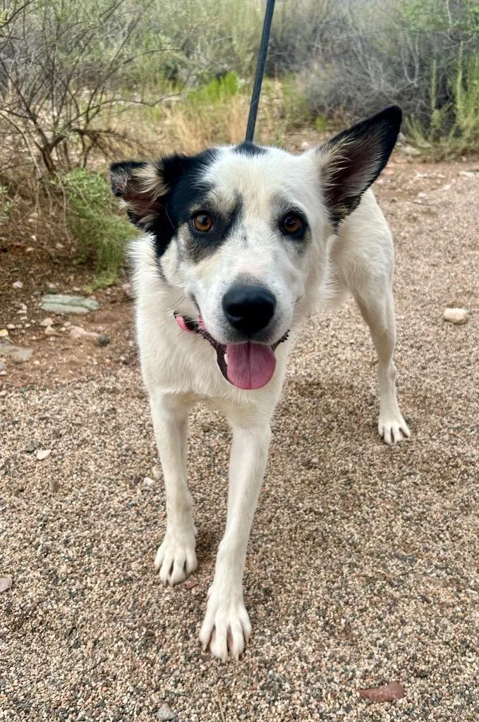 A young medium-sized female Cattle Dog dog named Pepper for adoption in Cottonwood, AZ