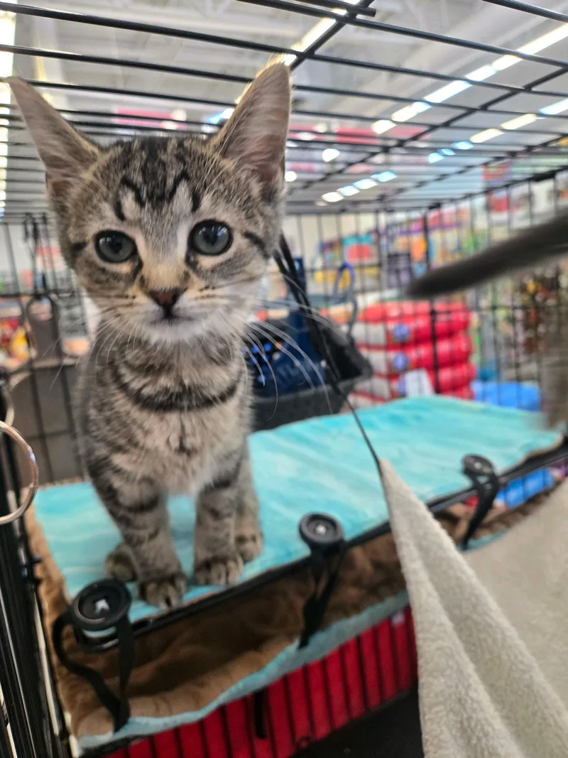 A baby small-sized female Tabby (Gray / Blue / Silver) Domestic Short Hair cat named Rock for adoption in Indianapolis, IN