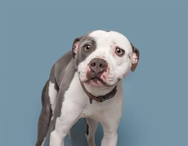 A young medium-sized male Pit Bull Terrier dog named Nino for adoption in Saint Louis, MO