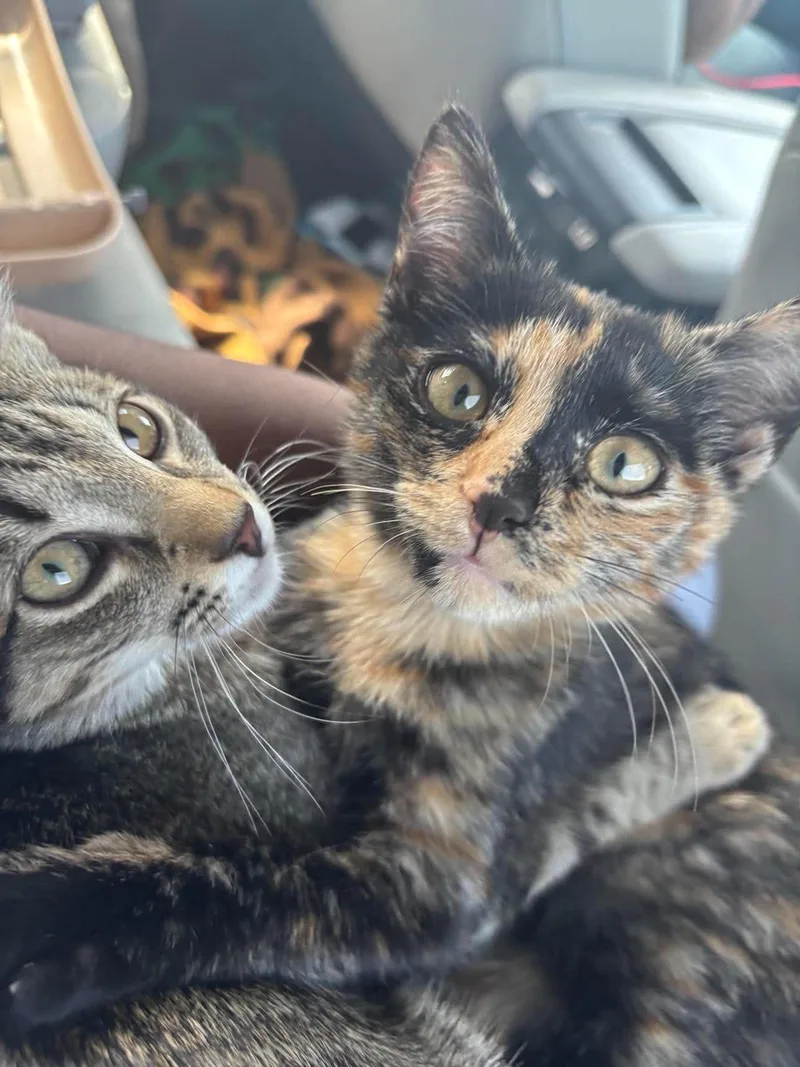 A baby medium-sized female Tabby cat named Duchess for adoption in Plano, TX
