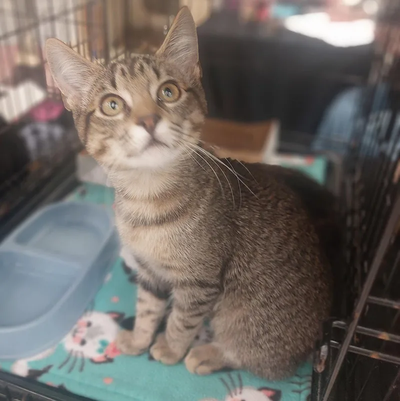 Duchess thumbnail 3