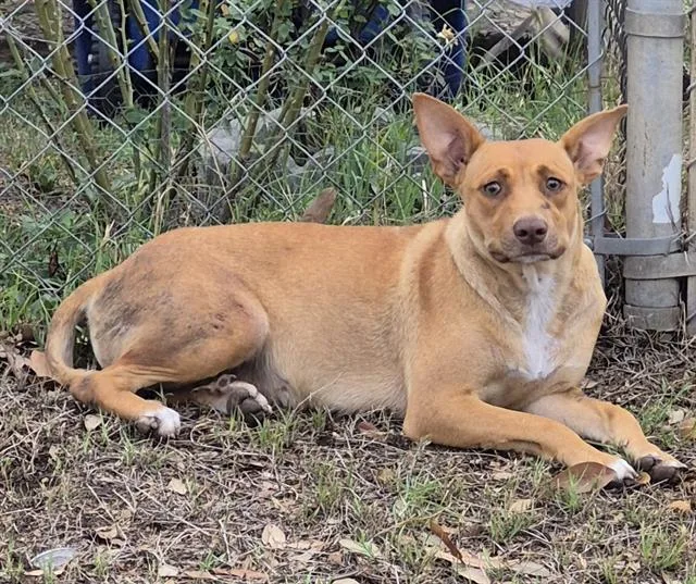 A young medium-sized female Black Mouth Cur dog named Goldielocks for adoption in San Antonio, TX
