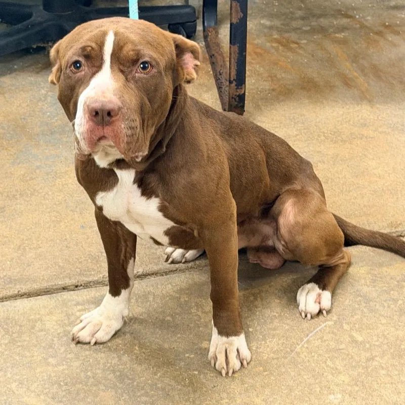 An adult medium-sized male Brown / Chocolate Mastiff dog named Boswell for adoption in Columbus, GA