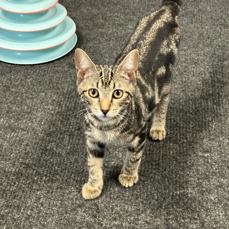 A baby small-sized male Brown / Chocolate Domestic Short Hair cat named Pony Boy for adoption in Opelika, AL