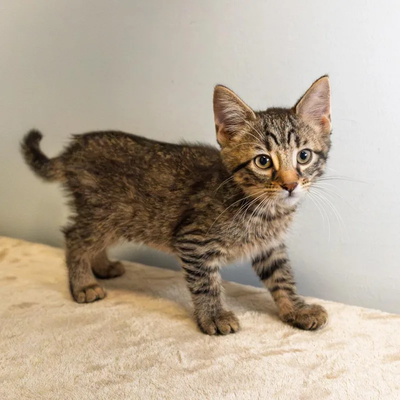 A baby small-sized female Brown / Chocolate Domestic Short Hair cat named Ally for adoption in South Elgin, IL