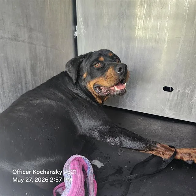 An adult large-sized male Rottweiler dog named Samson for adoption in San Antonio, TX