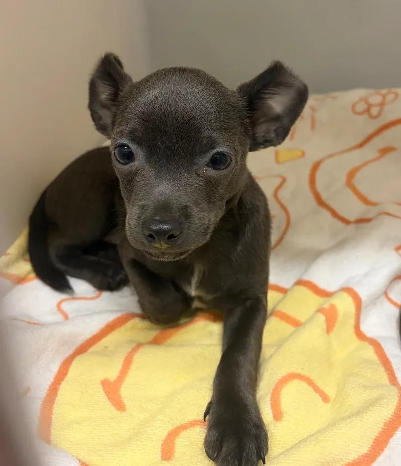 A baby medium-sized male Chihuahua dog named Crumpet for adoption in Douglasville, GA