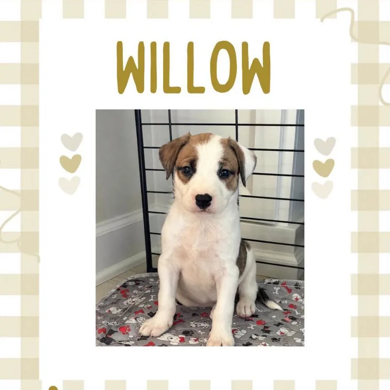 A baby medium-sized female White / Cream Terrier dog named Willow for adoption in Orangevale, CA