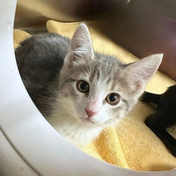 A baby small-sized female Domestic Short Hair cat named Rawlings for adoption in Walnut Creek, CA