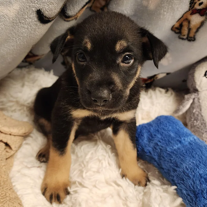 A baby medium-sized male Black Shepherd dog named Cain for adoption in ALPINE, TX