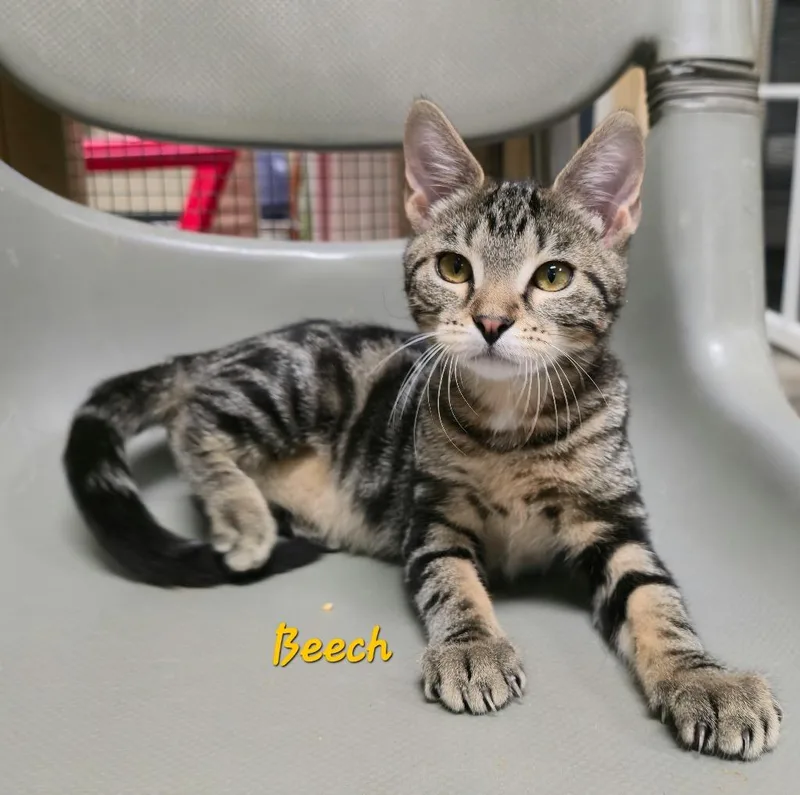 A baby medium-sized female Domestic Short Hair cat named Beech for adoption in Cedar Rapids, IA
