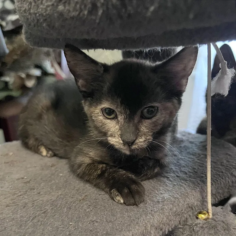 A baby small-sized female Tortoiseshell Domestic Short Hair cat named Blinkin' for adoption in Evansville, IN