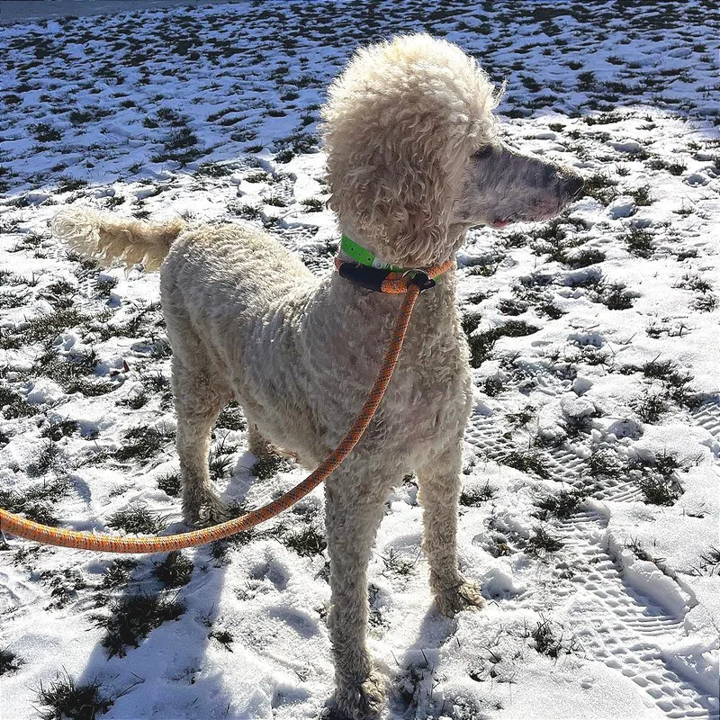An adult large-sized female White / Cream Poodle dog named Lucy for adoption in Fort Wayne, IN
