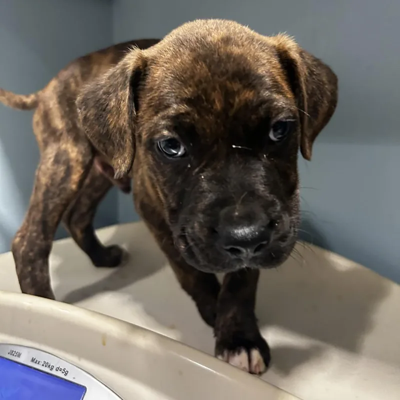 A baby small-sized male Brindle Mixed Breed dog named Curuba Elderflower for adoption in Chattanooga, TN